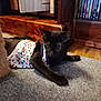 Ashley is registered to the contest to win money with this photo: black_cat, kitten, pet_clothing, carpet, wooden_cabinet, dvd_case, indoor, toy, furniture, floor, animal, cute, playful, feline, domestic_animal, resting, young_cat, furry, close_up, home