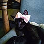 Ashley joined the competition — help win amazing prizes! black_cat, cat, bow, pink_bow, indoor, chair, furniture, pet, animal, relaxed, cute, cozy, wooden_furniture, domestic_cat, mammal, whiskers, ears, paws, resting, close_up