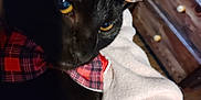 Ashley joined the competition — help win amazing prizes! cat, black_cat, sunglasses, bow_tie, red_plaid, pet, animal, feline, close_up, indoor, blanket, cozy, wooden_furniture, dresser, yellow_eyes, glasses, cute, fashion, relaxed, portrait