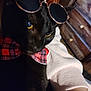cat, black_cat, sunglasses, bow_tie, red_plaid, pet, animal, feline, close_up, indoor, blanket, cozy, wooden_furniture, dresser, yellow_eyes, glasses, cute, fashion, relaxed, portrait