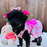 Noche is registered to the contest to win money with this photo: dog, black_dog, fluffy, dress, pink_dress, floral_pattern, plush_toy, bunny, flowers, pink_flowers, white_surface, outdoor, fence, cute, pet, animal, collar, tag, portrait, soft_texture