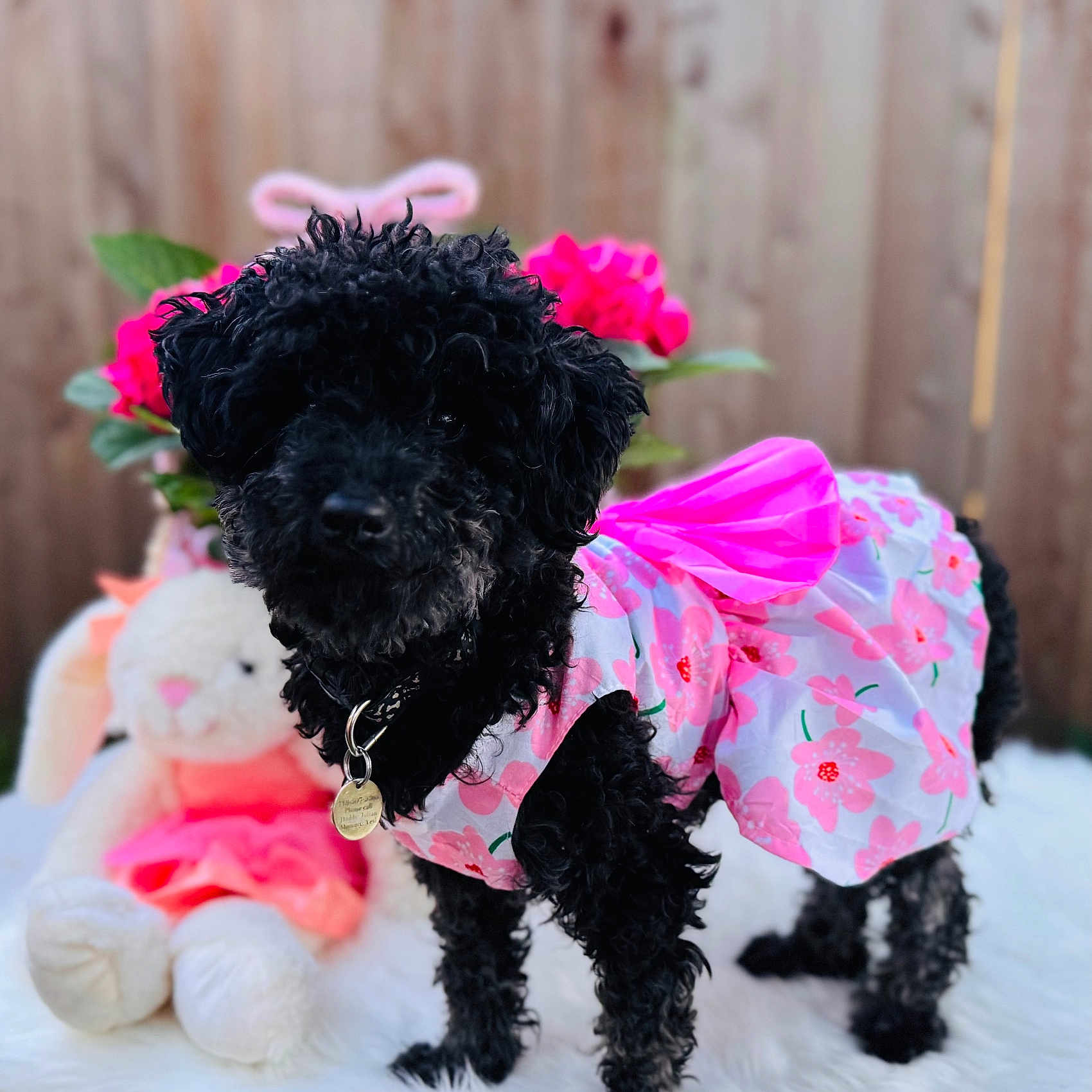 Noche is registered to the contest to win money with this photo: dog, black_dog, fluffy, dress, pink_dress, floral_pattern, plush_toy, bunny, flowers, pink_flowers, white_surface, outdoor, fence, cute, pet, animal, collar, tag, portrait, soft_texture