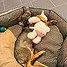 Nox participe au concours pour gagner de l'argent avec cette photo : puppy, dog, sleeping, cuddling, stuffed_animal, plush_toy, bunny, pet_bed, striped_bedding, indoor, relaxed, lying_down, brown_fur, black_fur, floppy_ear, upright_ear, paws, tail, toy_ball, cozy