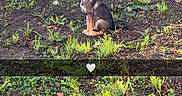Nox participe au concours pour gagner de l'argent avec cette photo : animal, backyard, black_fur, brown_fur, cute, dog, fence, garden, greenery, heart_icon, outdoors, plants, portrait, profile, puppy, sitting, soil, sunlight, weeds, young_dog