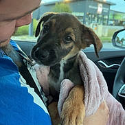 Nox a rejoint le concours — aidez-le/la à gagner de superbes lots ! dog, puppy, pet, animal, car, vehicle, passenger, driver, towel, blanket, brown_fur, black_fur, floppy_ears, paw, sitting, portrait, indoors, outdoor_background, human, cuddling
