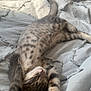 Ashe a rejoint le concours — aidez-le/la à gagner de superbes lots ! kitten, cat, sleeping, stretching, bed, blanket, tabby, fur, paws, relaxed, indoor, cozy, cute, pet, animal, resting, soft, sunlight, whiskers, nap