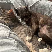 Ashe participe au concours pour gagner de l'argent avec cette photo : cat, sleeping, cozy, gray_tabby, white_paws, bed, blanket, soft_texture, indoor, sunlight, nap, pet, feline, resting, cute, fur, animal, companion, comfort, peaceful