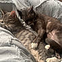 animal, bed, blanket, cat, comfort, companion, cozy, cute, feline, fur, gray_tabby, indoor, nap, peaceful, pet, resting, sleeping, soft_texture, sunlight, white_paws