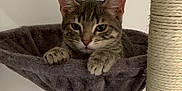 Ashe participe au concours pour gagner de l'argent avec cette photo : cat, tabby, pet, animal, feline, cat_tree, hammock, paws, indoor, cozy, resting, fur, whiskers, ears, looking, cute, domestic, mammal, relaxed, sitting