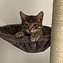 animal, cat, cat_tree, cozy, cute, domestic, ears, feline, fur, hammock, indoor, looking, mammal, paws, pet, relaxed, resting, sitting, tabby, whiskers