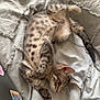 Ashe participe au concours pour gagner de l'argent avec cette photo : kitten, cat, tabby, pet, animal, lying_down, blanket, bed, fur, paw, cute, indoor, resting, striped, young, cozy, laptop, sticker, soft, relaxed
