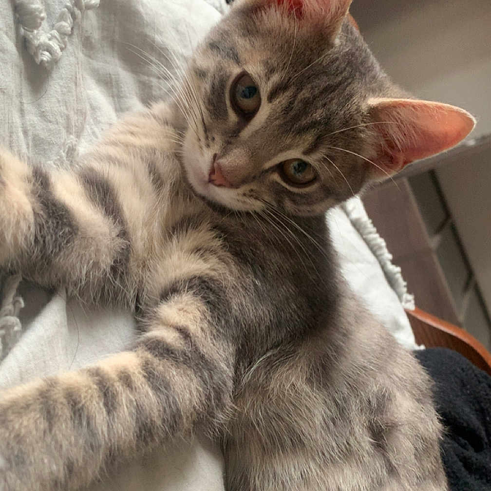 Ashe a rejoint le concours — aidez-le/la à gagner de superbes lots ! animal, blanket, cat, closeup, cozy, cute, ears, eyes, feline, fur, gray_tabby, indoor, kitten, pet, portrait, relaxed, resting, soft, whiskers, young