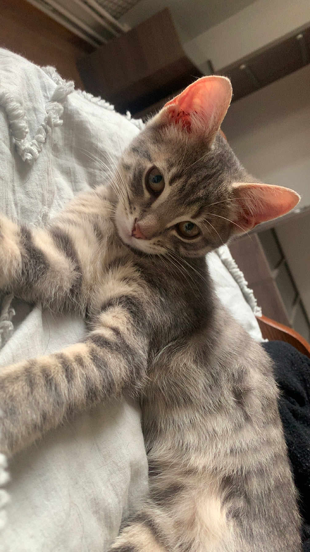 Ashe a rejoint le concours — aidez-le/la à gagner de superbes lots ! cat, kitten, gray_tabby, fur, whiskers, ears, eyes, blanket, indoor, cozy, soft, resting, pet, animal, cute, portrait, closeup, feline, relaxed, young