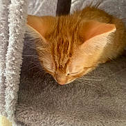 Rouxy participe au concours pour gagner de l'argent avec cette photo : kitten, cat, orange_tabby, sleeping, pet, feline, soft, cozy, gray, fur, whiskers, indoor, cat_tree, resting, cute, animal, young, close_up, domestic_cat, fluffy