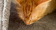 Rouxy participe au concours pour gagner de l'argent avec cette photo : animal, cat, cat_tree, close_up, cozy, cute, domestic_cat, feline, fluffy, fur, gray, indoor, kitten, orange_tabby, pet, resting, sleeping, soft, whiskers, young