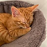 Rouxy participe au concours pour gagner de l'argent avec cette photo : adorable, animal, cat, comfort, cozy, cute, feline, fluffy_bed, fur, indoors, kitten, nap, orange_tabby, paw, peaceful, pet, relaxation, resting, sleeping, soft