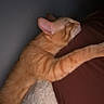 blanket, calm, cat, cozy, domestic_animal, feline, fur, ginger_cat, indoor, paw, pet, quiet, relaxation, resting, sleeping, snuggling, soft_texture, stretching, warm_colors, whiskers