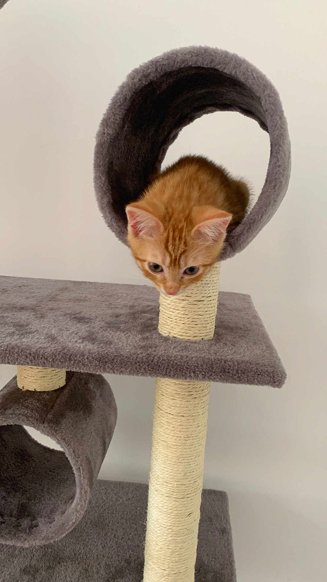 Rouxy a rejoint le concours — aidez-le/la à gagner de superbes lots ! kitten, cat, orange_tabby, cat_tree, scratching_post, furniture, pet, indoor, animal, cute, curious, playful, fur, ears, eyes, whiskers, paw, resting, cozy, home