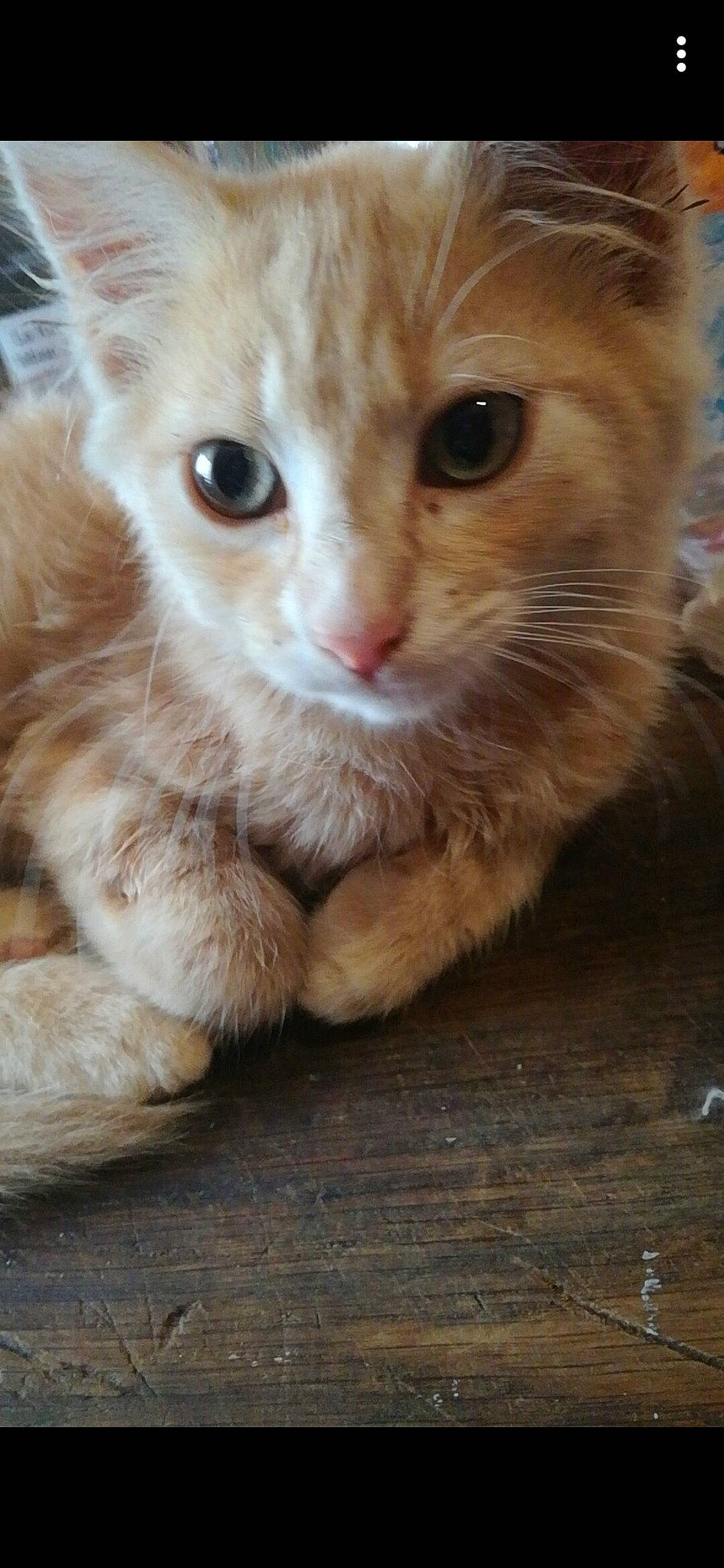 Draco participe au concours pour gagner de l'argent avec cette photo : arabian_mau, carnivore, cat, domestic_short_haired_cat, european_shorthair, eye, fawn, felidae, german_rex, kitten, mammal, nose, ojos_azules, polydactyl_cat, skin, small_to_medium_sized_cats, snout, tabby_cat, vertebrate, whiskers