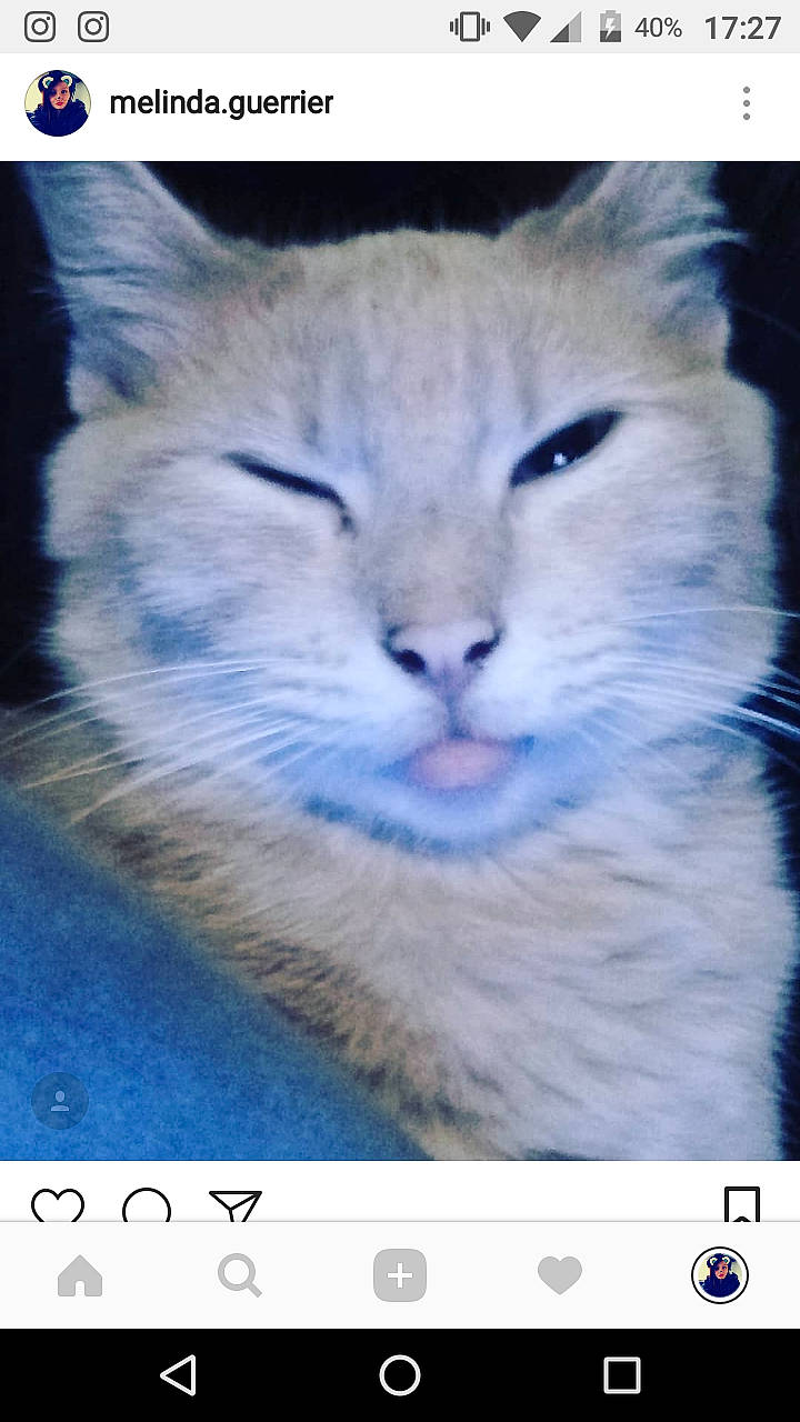 Draco a rejoint le concours — aidez-le/la à gagner de superbes lots ! carnivore, cat, felidae, fur, kitten, nose, photo_caption, photography, screenshot, siberian, small_to_medium_sized_cats, snout, technology, whiskers