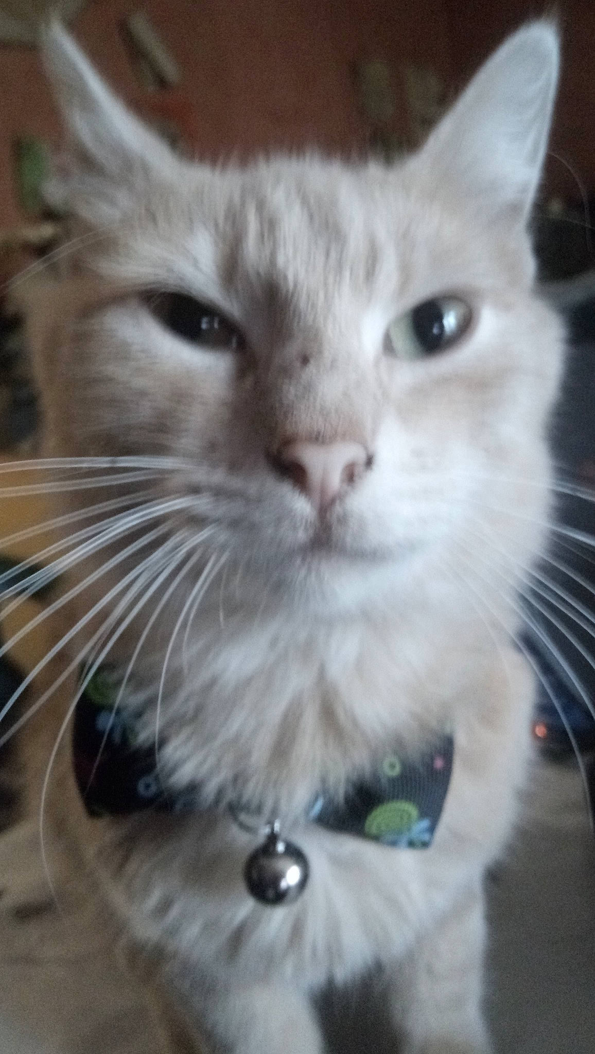 Draco participe au concours pour gagner de l'argent avec cette photo : asian, asian_semi_longhair, burmilla, carnivore, cat, domestic_long_haired_cat, felidae, javanese, kitten, mammal, ojos_azules, ragamuffin, ragdoll, siberian, small_to_medium_sized_cats, snout, tonkinese, turkish_angora, vertebrate, whiskers