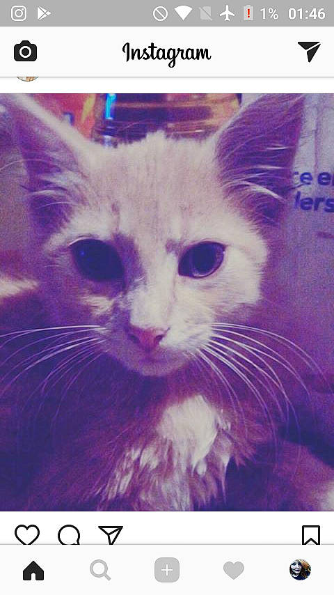 Draco participe au concours pour gagner de l'argent avec cette photo : carnivore, cat, domestic_short_haired_cat, felidae, font, kitten, ojos_azules, photo_caption, photography, small_to_medium_sized_cats, snapshot, snout, whiskers