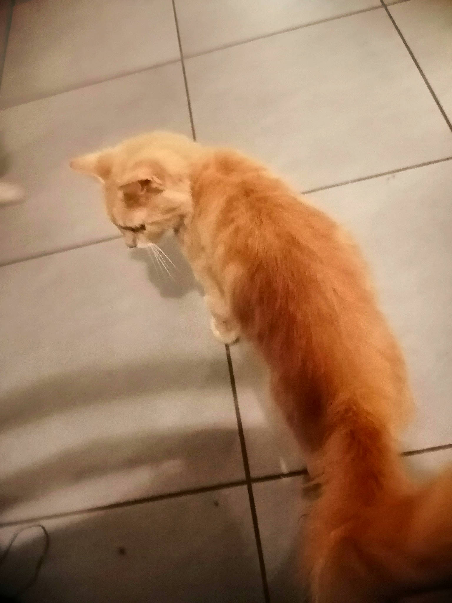 Draco a rejoint le concours — aidez-le/la à gagner de superbes lots ! american_curl, carnivore, cat, domestic_long_haired_cat, fawn, felidae, fur, kitten, maine_coon, mammal, norwegian_forest_cat, persian, small_to_medium_sized_cats, tail, turkish_angora, turkish_van, whiskers