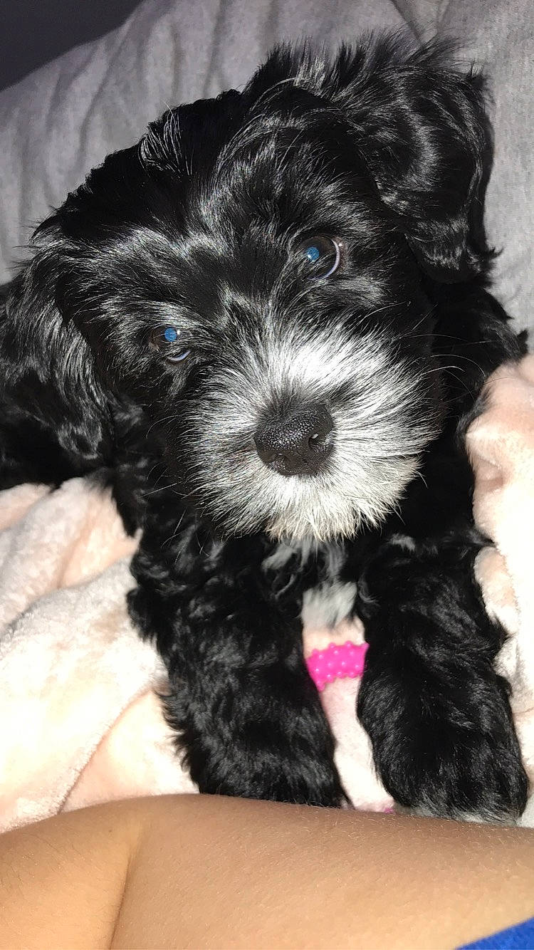 Gracie is registered to the contest to win money with this photo: bolonka, canidae, carnivore, cavapoo, cockapoo, companion_dog, dog, dog_breed, havanese, kyi_leo, maltepoo, mammal, morkie, poodle_crossbreed, puppy, schnoodle, shih_poo, tibetan_terrier, vertebrate, yorkipoo