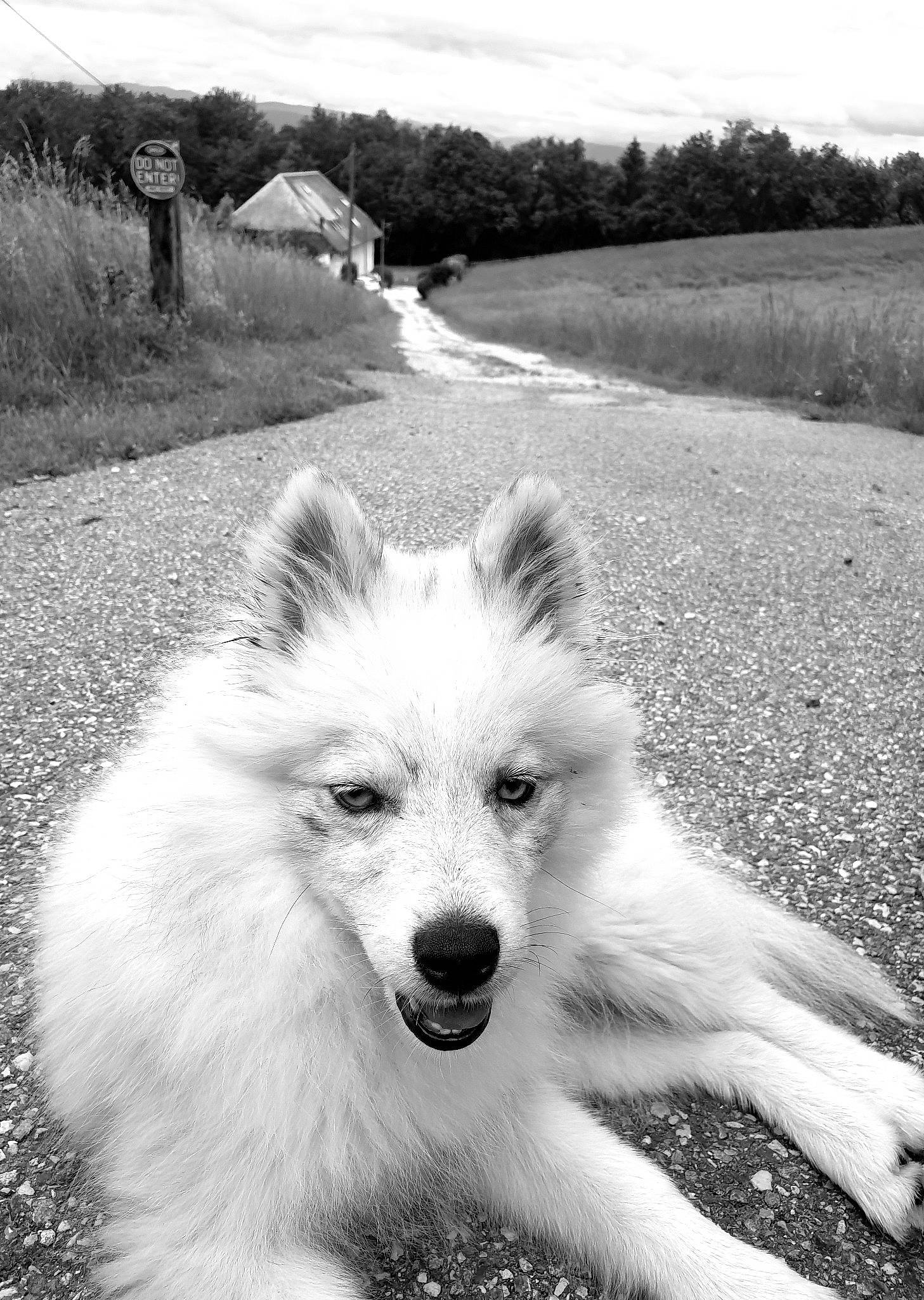 Kimy participe au concours pour gagner de l'argent avec cette photo : black, black_and_white, carnivore, companion_dog, dog, dog_breed, grass, happy, landscape, monochrome, monochrome_photography, photograph, plant, sky, snapshot, snout, sporting_group, style, tints_and_shades, white