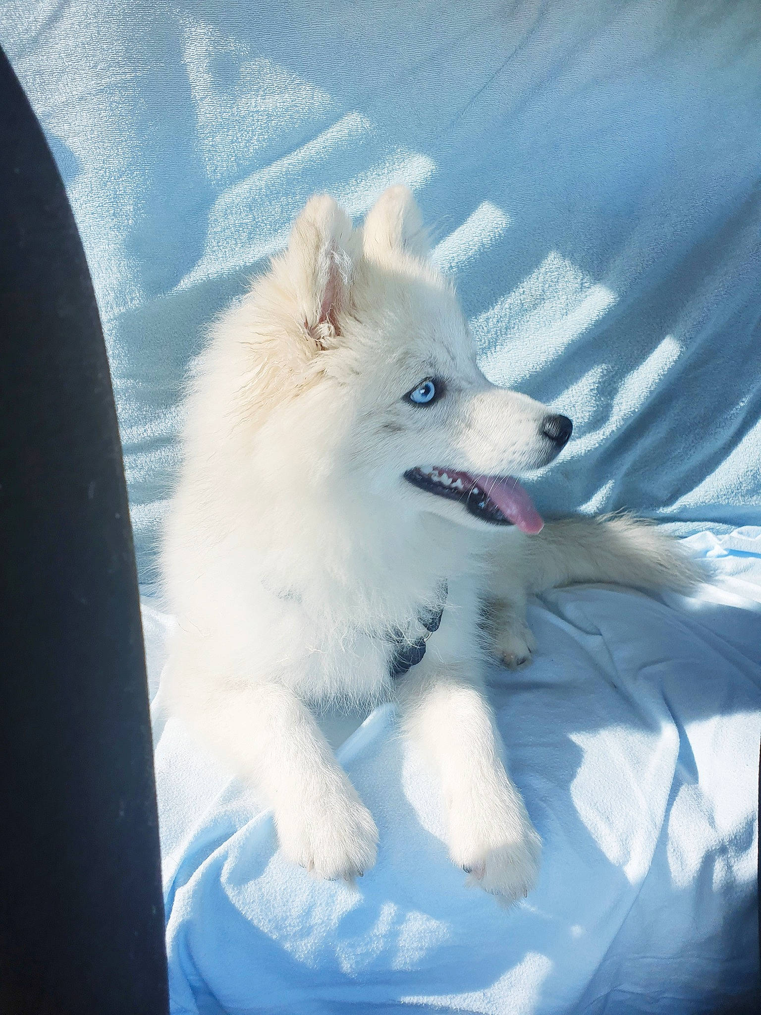 Kimy participe au concours pour gagner de l'argent avec cette photo : arctic, canidae, canis, carnivore, companion_dog, dog, dog_breed, electric_blue, fur, hood, indian_spitz, non_sporting_group, samoyed, snow, spitz, windshield, winter