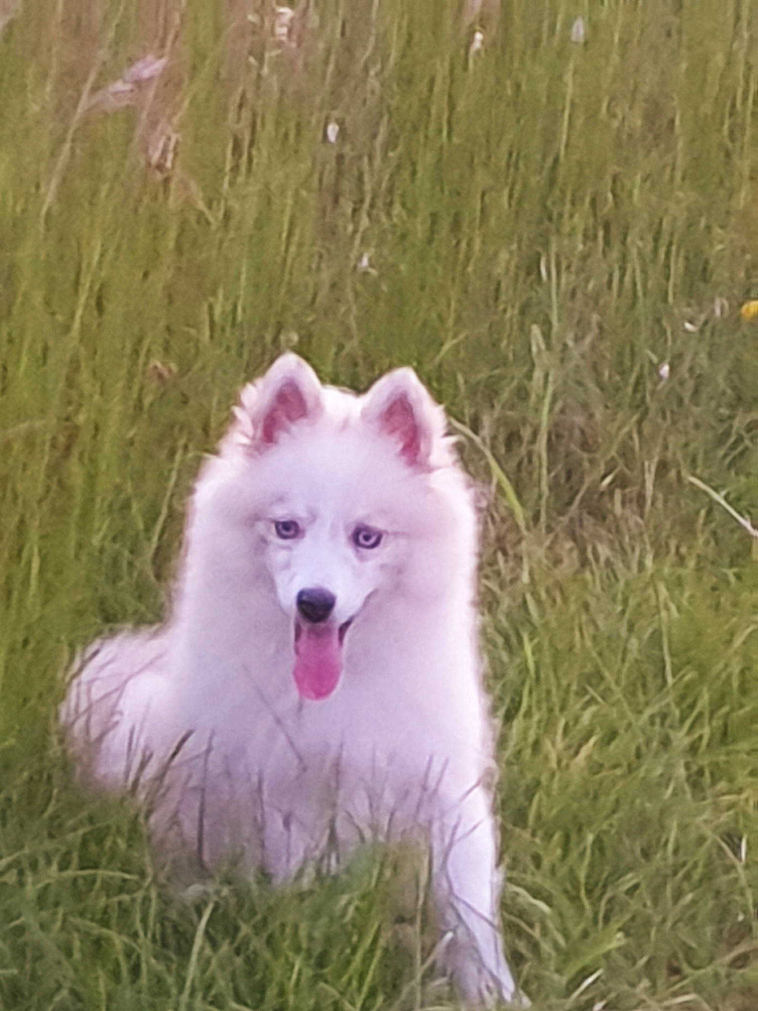 Kimy participe au concours pour gagner de l'argent avec cette photo : ancient_dog_breeds, canidae, carnivore, companion_dog, dog, dog_breed, fur, german_spitz, german_spitz_klein, german_spitz_mittel, grass, head, indian_spitz, japanese_spitz, non_sporting_group, plant, snout, spitz, sporting_group, volpino_italiano