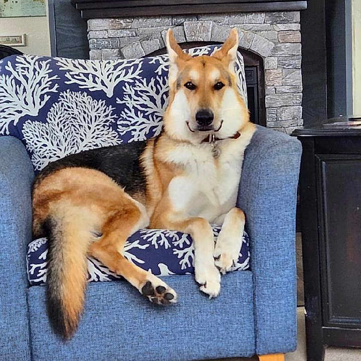 Koda is registered to the contest to win money with this photo: animal, armchair, canine, carpet, cozy, cushion, decor, dog, domestic, fireplace, furniture, german_shepherd, home, indoor, living_room, pet, portrait, relaxed, resting, seat