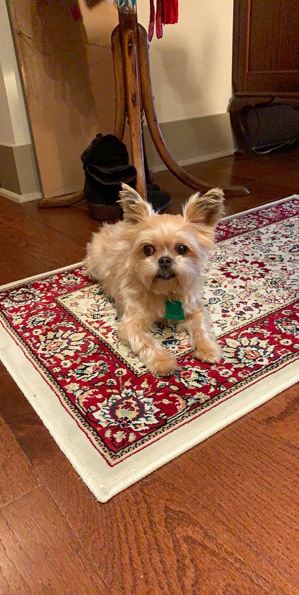 Nugget is registered to the contest to win money with this photo: cairn_terrier, canidae, carnivore, cavachon, companion_dog, dog, dog_breed, flooring, glen_of_imaal_terrier, maltepoo, mammal, morkie, norwich_terrier, puppy, rare_breed_dog, shih_tzu, small_terrier, terrier, vertebrate, yorkshire_terrier