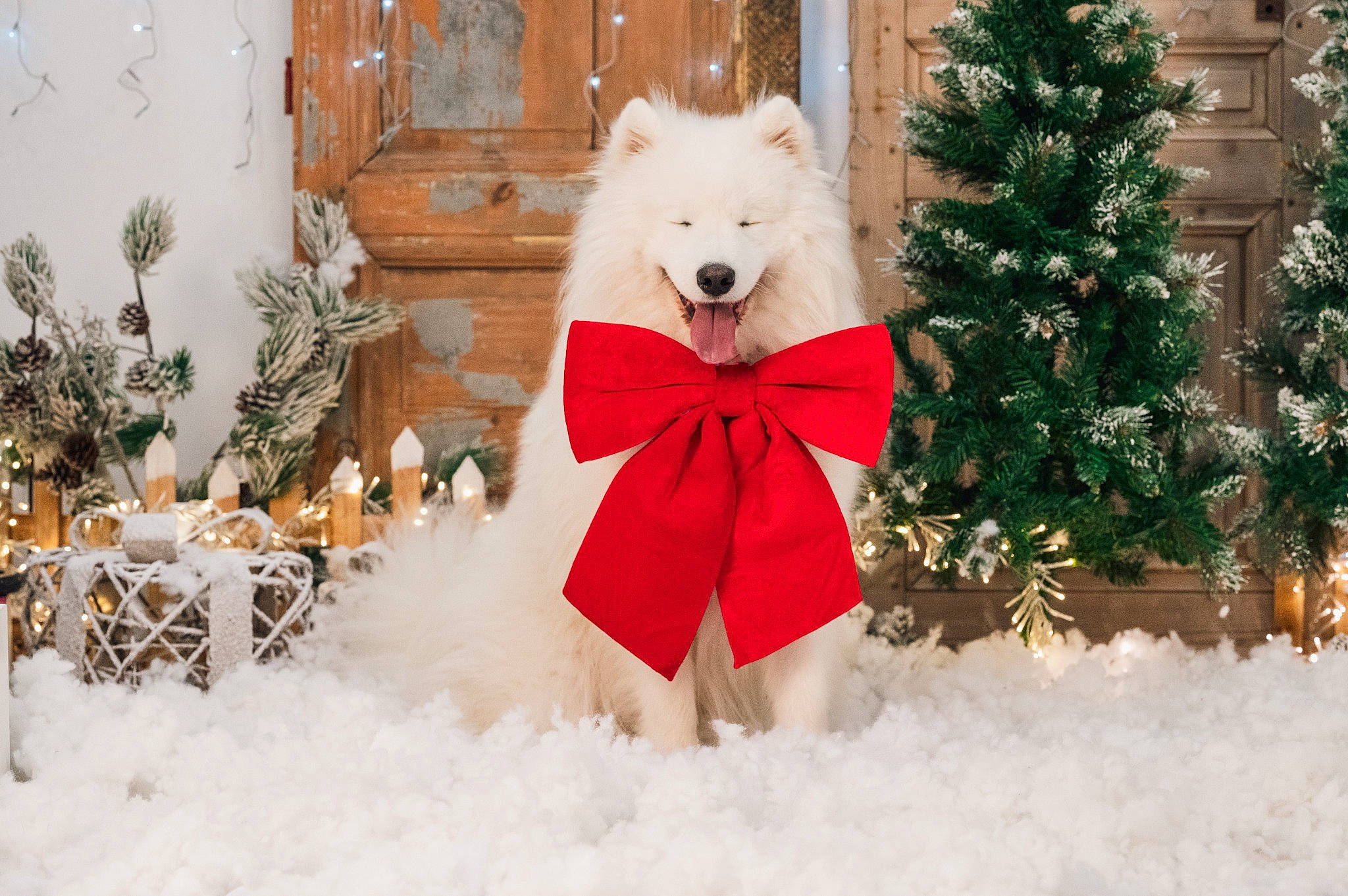 Togo participe au concours pour gagner de l'argent avec cette photo : branch, carnivore, christmas, christmas_decoration, christmas_ornament, christmas_tree, dog, event, evergreen, fawn, freezing, fur, holiday_ornament, ornament, plant, snout, snow, tree, window, winter