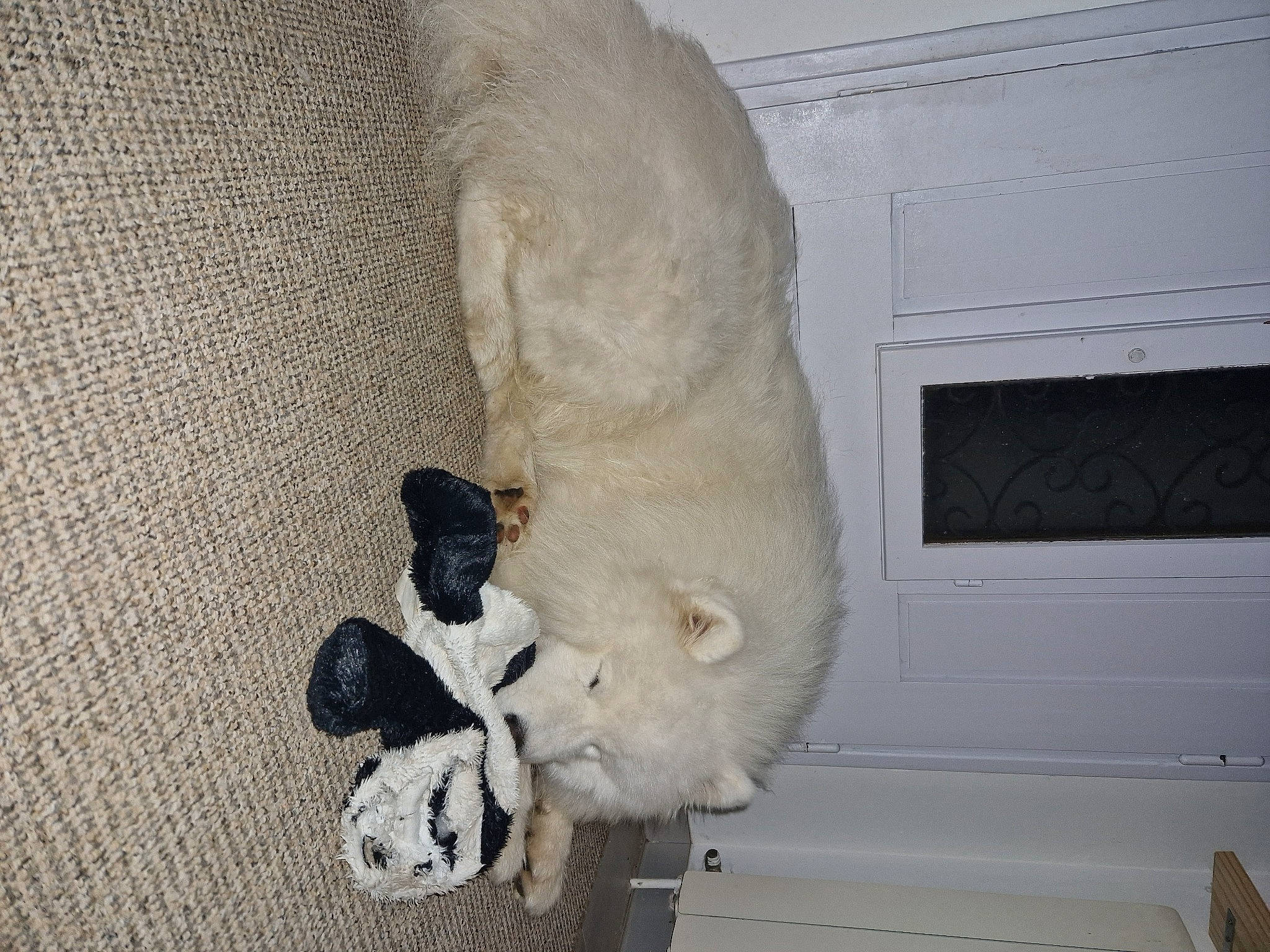 Togo a rejoint le concours — aidez-le/la à gagner de superbes lots ! bear, canidae, carnivore, claw, companion_dog, dog, dog_breed, fawn, felidae, fur, paw, polar_bear, puppy, small_to_medium_sized_cats, snout, sporting_group, stuffed_toy, tail, terrestrial_animal, toy