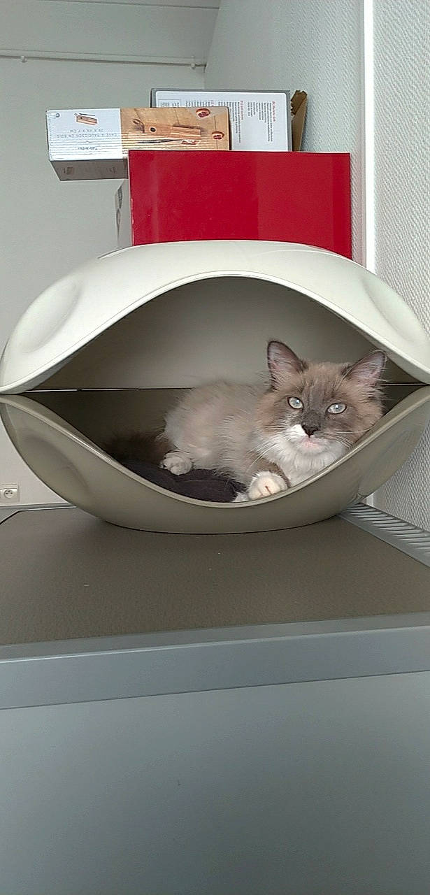 Olaf a rejoint le concours — aidez-le/la à gagner de superbes lots ! carnivore, cat, cat_bed, cat_supply, comfort, domestic_short_haired_cat, felidae, kitten, litter_box, sink, small_to_medium_sized_cats, whiskers