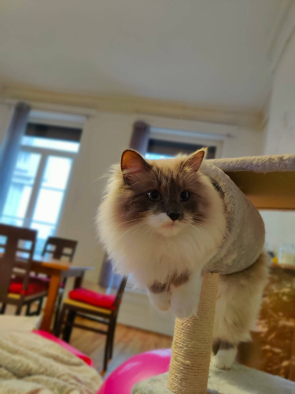 Olaf participe au concours pour gagner de l'argent avec cette photo : british_semi_longhair, carnivore, cat, fawn, felidae, kitten, mammal, norwegian_forest_cat, polydactyl_cat, ragamuffin, ragdoll, small_to_medium_sized_cats, tail, whiskers