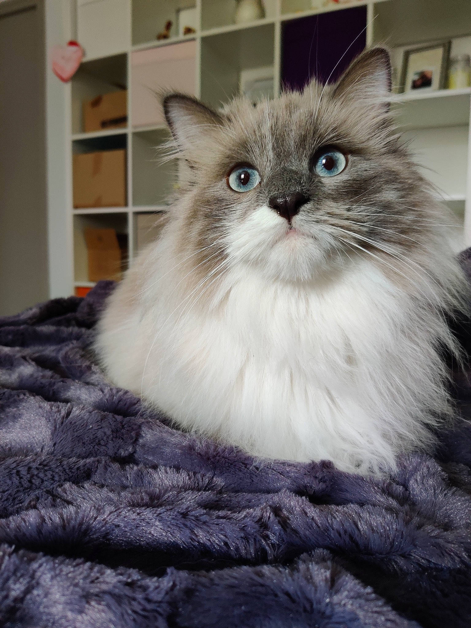 Olaf participe au concours pour gagner de l'argent avec cette photo : asian_semi_longhair, black_and_white, british_longhair, british_semi_longhair, carnivore, cat, domestic_long_haired_cat, eye, felidae, fur, kitten, mammal, norwegian_forest_cat, persian, ragamuffin, ragdoll, siberian, small_to_medium_sized_cats, vertebrate, whiskers