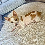 dog, chihuahua, small_dog, tan_and_white, fur, pet, lying_down, fluffy_rug, white_rug, cushions, blue_cushions, gray_cushions, indoor, cozy, alert, ears_up, curious, animal, companion, resting