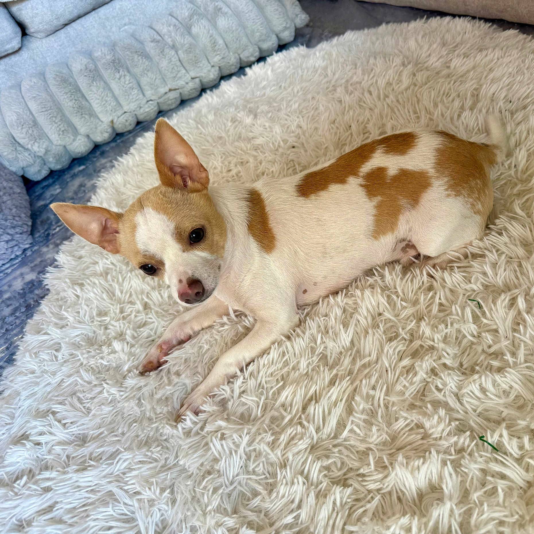 Papa is registered to the contest to win money with this photo: alert, animal, blue_cushions, chihuahua, companion, cozy, curious, cushions, dog, ears_up, fluffy_rug, fur, gray_cushions, indoor, lying_down, pet, resting, small_dog, tan_and_white, white_rug