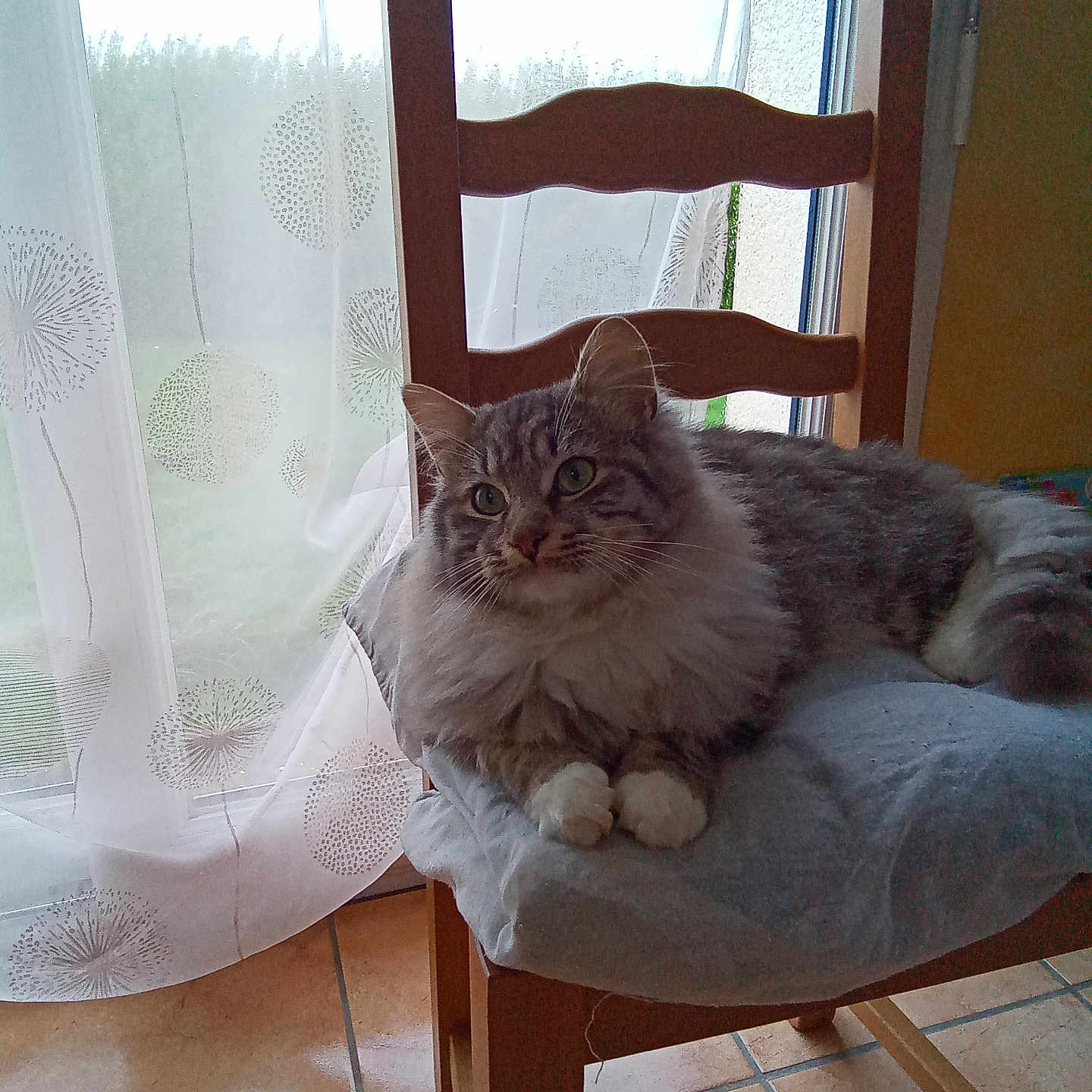 Swnobel participe au concours pour gagner de l'argent avec cette photo : adult, animal, armchair, cat, chair, curtain, cushion, diningtable, furniture, hardwood, homedecor, kitten, linen, male, man, manx, person, pet, table, wood