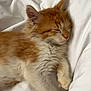 cat, kitten, sleeping, bed, blanket, white_bedding, orange_fur, ginger_kitten, fur, pet, domestic_cat, whiskers, paw, cozy, soft_texture, close_up, portrait, indoor, sleepy, resting