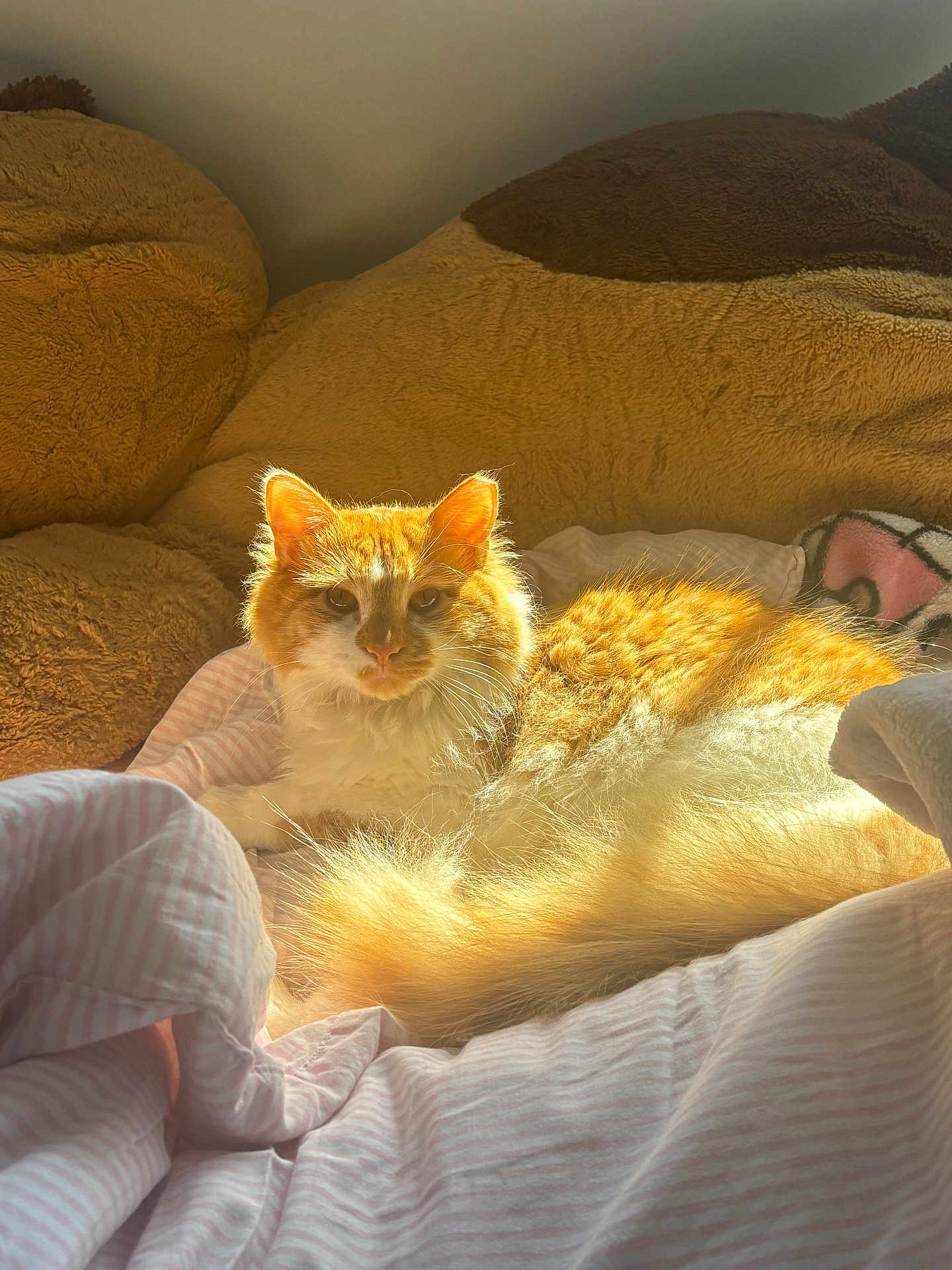 Boots joined the competition — help win amazing prizes! cat, ginger_cat, pet, sunlight, bed, blanket, plush_toy, stuffed_animal, cozy, fur, tail, portrait, indoor, soft_light, whiskers, ears, resting, domestic_animal, bedding, pillow