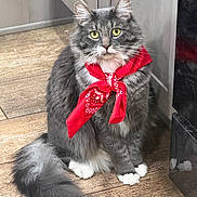 Charlie joined the competition — help win amazing prizes! animal, cat, curious, cute, domestic_cat, feline, fluffy, fur, gray_cat, house, indoor, looking, pet, portrait, red_bandana, sitting, tail, whiskers, wooden_floor, yellow_eyes