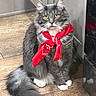 animal, cat, curious, cute, domestic_cat, feline, fluffy, fur, gray_cat, house, indoor, looking, pet, portrait, red_bandana, sitting, tail, whiskers, wooden_floor, yellow_eyes