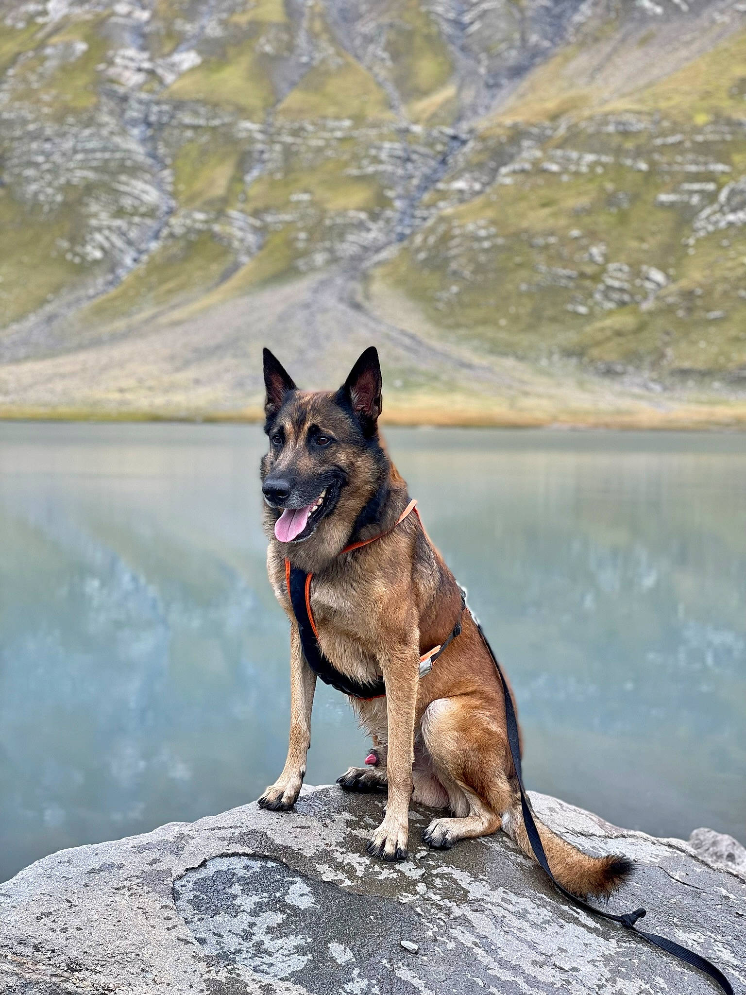 Meïko participe au concours pour gagner de l'argent avec cette photo : canidae, carnivore, collar, dog, dog_breed, dog_hiking, dog_supply, east_european_shepherd, fawn, german_shepherd_dog, herding_dog, king_shepherd, lake, sporting_group, tail, walking, water, wildlife, working_animal, working_dog