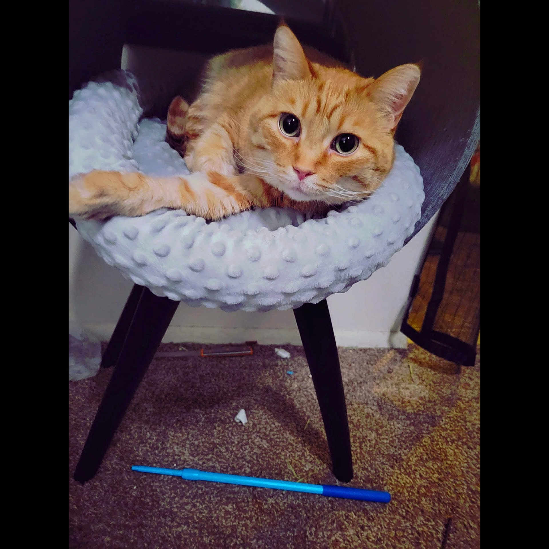 Cartier joined the competition — help win amazing prizes! abyssinian, animal, basket, canine, cat, chair, cushion, dog, furniture, hardwood, homedecor, indoors, interiordesign, kitten, manx, pen, person, pet, sleeping, wood