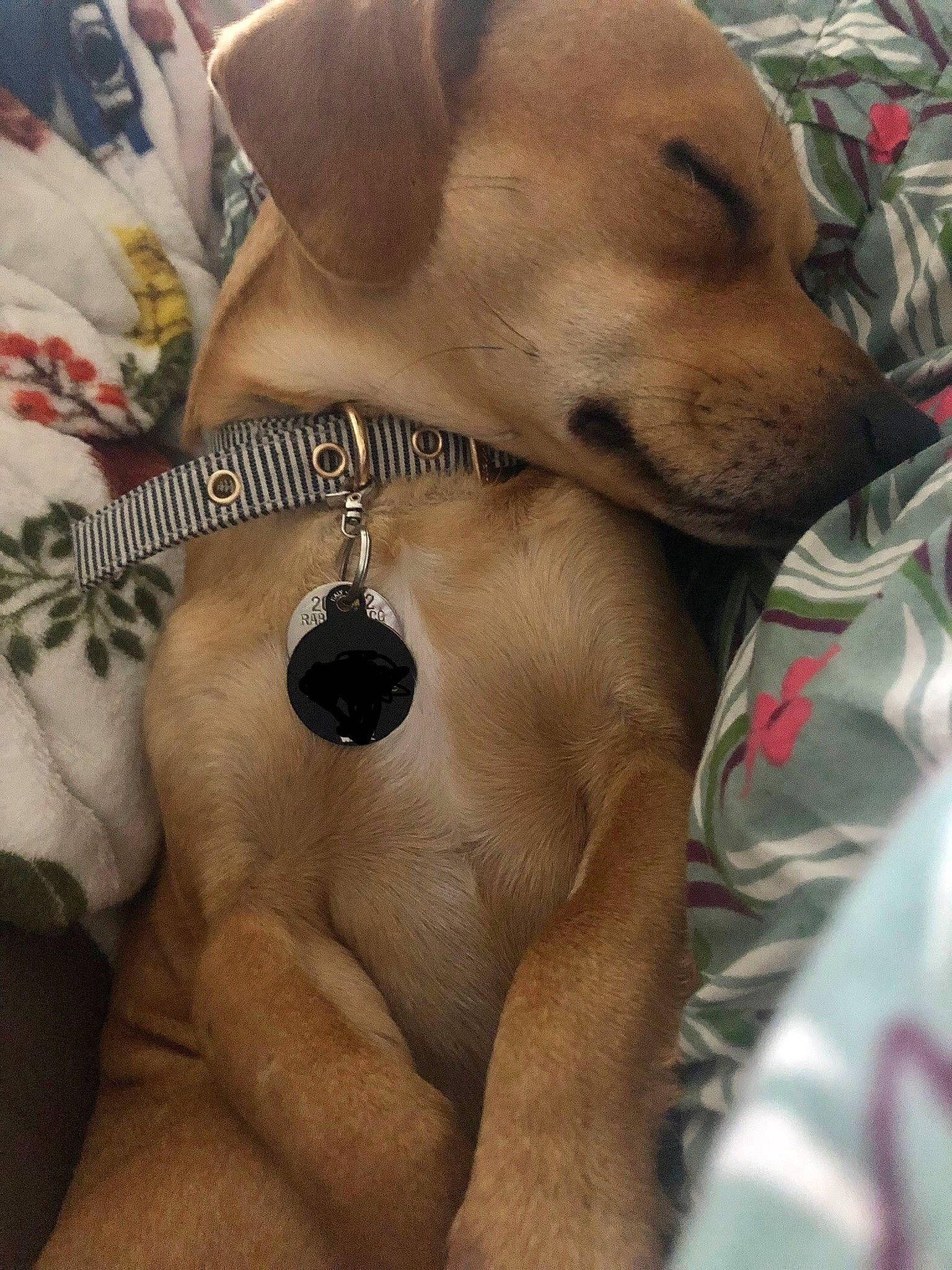 Obi Juan joined the competition — help win amazing prizes! adventure, barechested, canidae, carnivore, chest, collar, companion_dog, dog, dog_breed, dog_collar, dog_supply, fashion_accessory, fawn, paw, pet_supply, snout, sporting_group, sunglasses, whiskers, working_animal