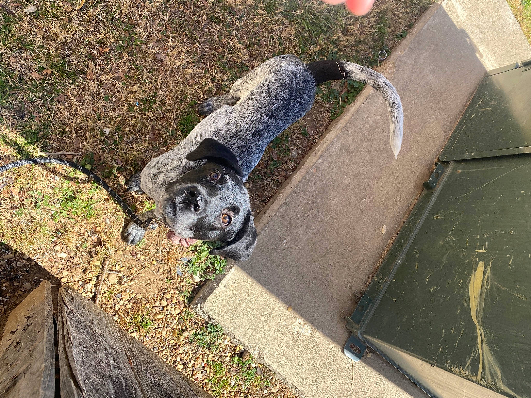Dolly joined the competition — help win amazing prizes! auto_part, canidae, carnivore, dog, dog_breed, font, garden, grass, groundcover, leisure, plant, sculpture, shrub, sidewalk, snout, sporting_group, vertebrate, water, water_feature, working_animal