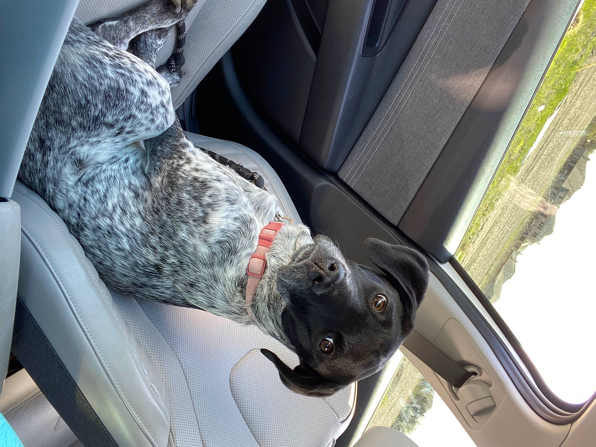Dolly joined the competition — help win amazing prizes! auto_part, automotive_design, automotive_exterior, automotive_lighting, automotive_tire, automotive_window_part, bumper, car, car_seat, car_seat_cover, carnivore, dog, gesture, hood, motor_vehicle, steering_part, vehicle, vehicle_door, window, windshield